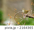 うぐいす
