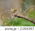 うぐいす