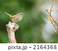 うぐいす