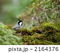 シジュウカラ