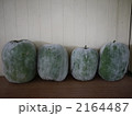 冬瓜　収穫