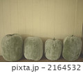 冬瓜　収穫