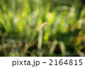 1本のネコジャラシ