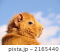 モルモットの横顔