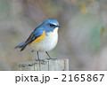 お立ち台のルリビタキ