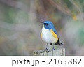 お立ち台のルリビタキ 2165882