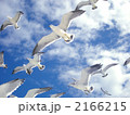 海猫と空