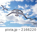 海猫と空