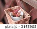 花いかだ
