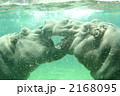水中のカバ