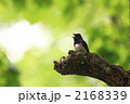 オオルリ