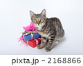 プレゼントと仔猫