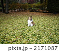 銀杏の絨毯とQOO