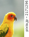 コガネメキシコインコのポートレート