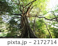 天然記念物の松尾のアコウ