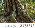 天然記念物の松尾のアコウ