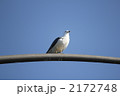 カモメ　2