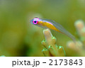 アカメハゼ