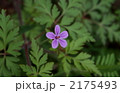 2175493