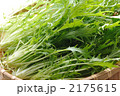 自家栽培の水菜