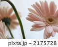 2175728