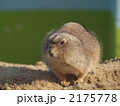 2175778