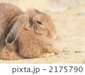 2175790