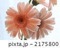2175800