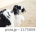 2175809