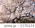 細野の彼岸桜
