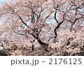 細野の彼岸桜