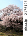 細野の彼岸桜