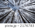 原生林イメージ2