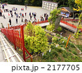 鶴岡八幡宮【大銀杏の芽】