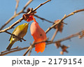 メジロと柿