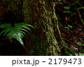 山奥に生える巨木に苔とシダ