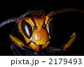 ヒメスズメバチの頭部　アップ