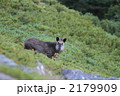 カモシカ