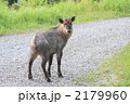 カモシカ