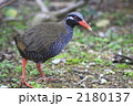 ヤンバルクイナ