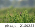 オオヨシキリ
