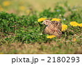 ウズラ