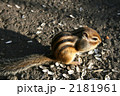 摩周湖のシマリス