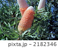 アイコン・バンクシア(Acorn Banksia) 