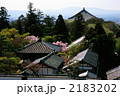 東大寺の春