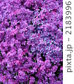 芝桜①