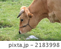放牧牛