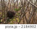 鳥の巣