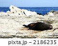 2186235