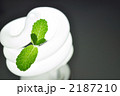 蛍光灯とアップルミント_植物